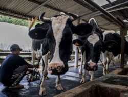 DPR Usul: UMKM Lokal Kuasai Impor Sapi Nasional