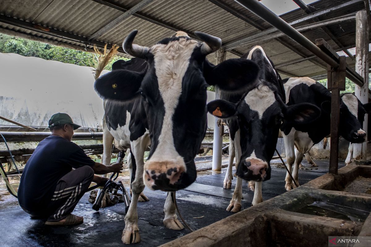 DPR Usul: UMKM Lokal Kuasai Impor Sapi Nasional